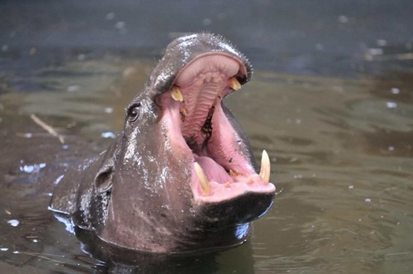 В «Ночь музеев» екатеринбуржцы померялись ростом с бегемотом - Фото 1