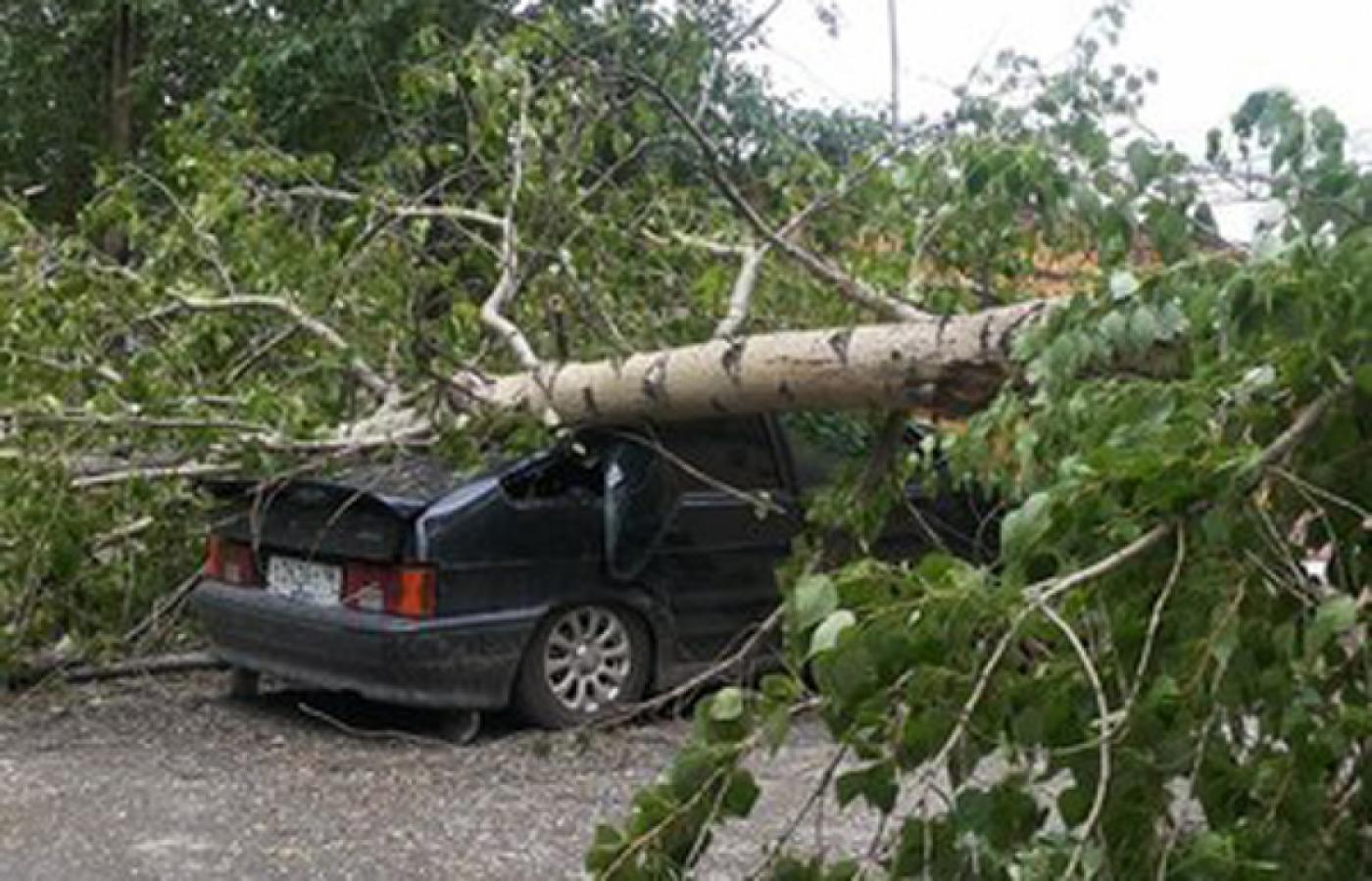 Тополя объявили войну транспорту! На Уралмаше дерево повредило четыре машины, на Сортировке — остановило трамваи - Фото 1