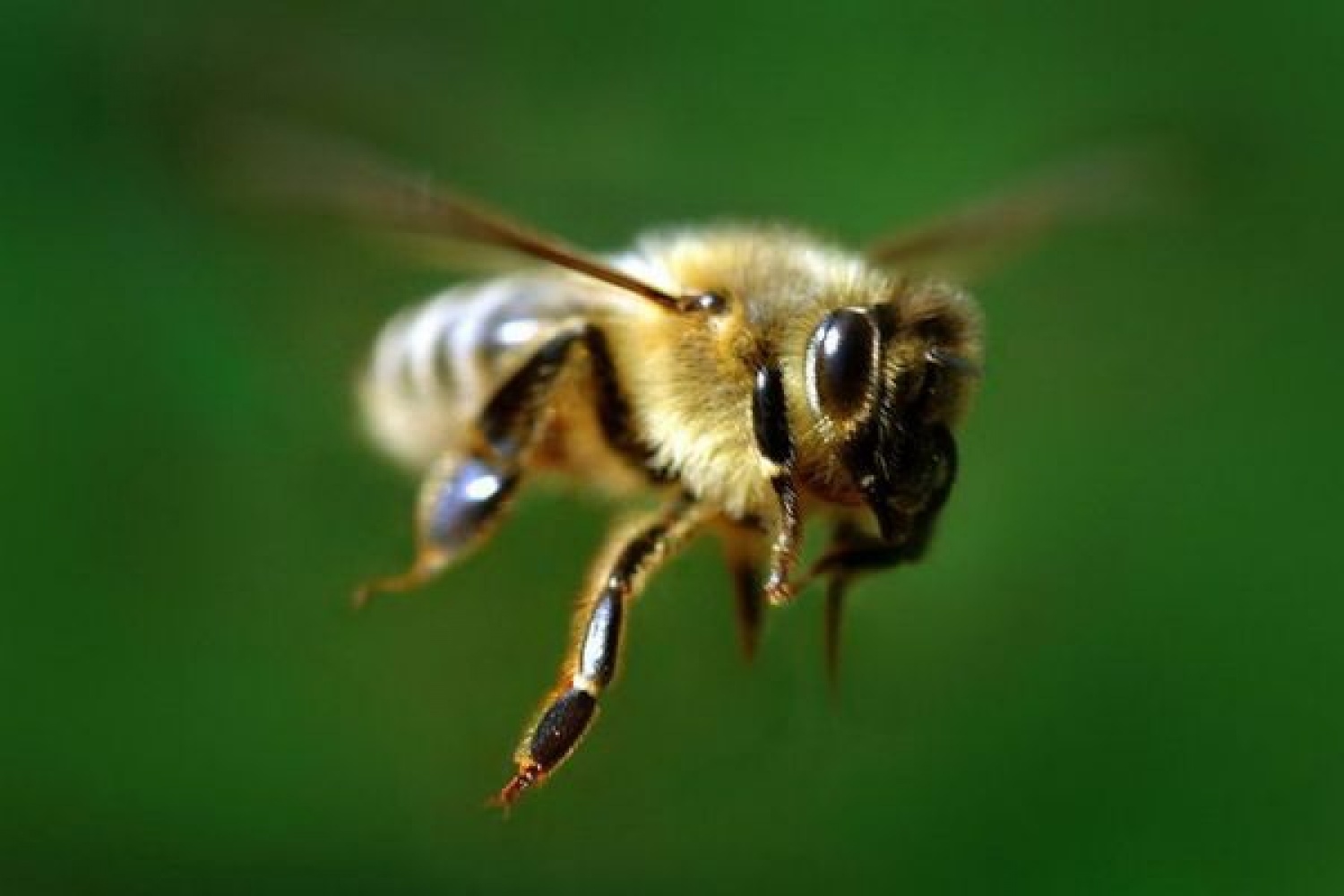 Добрые пчелы