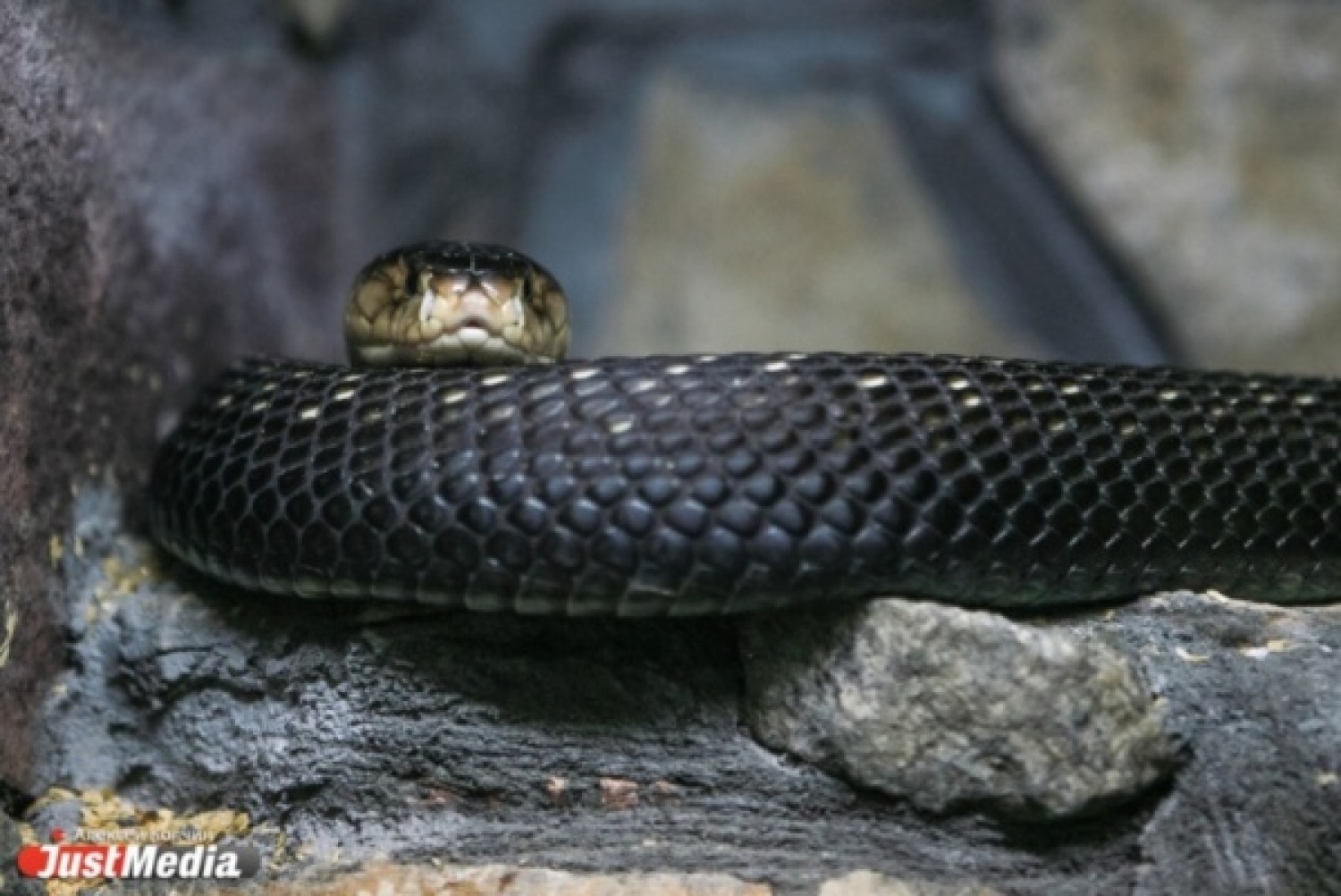 Змеи свердловской области фото и описание