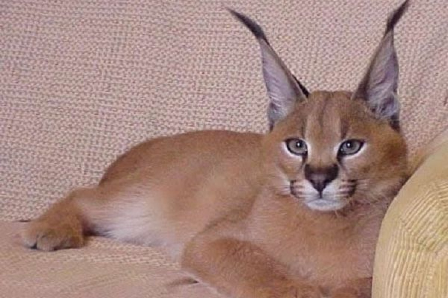 кошки с кисточками на ушах порода фото