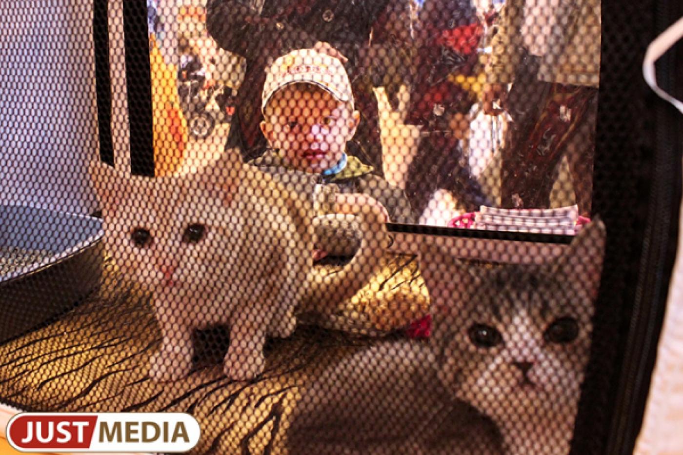 Екатеринбургские футболисты проведут матч в защиту бездомных котиков - Фото 1