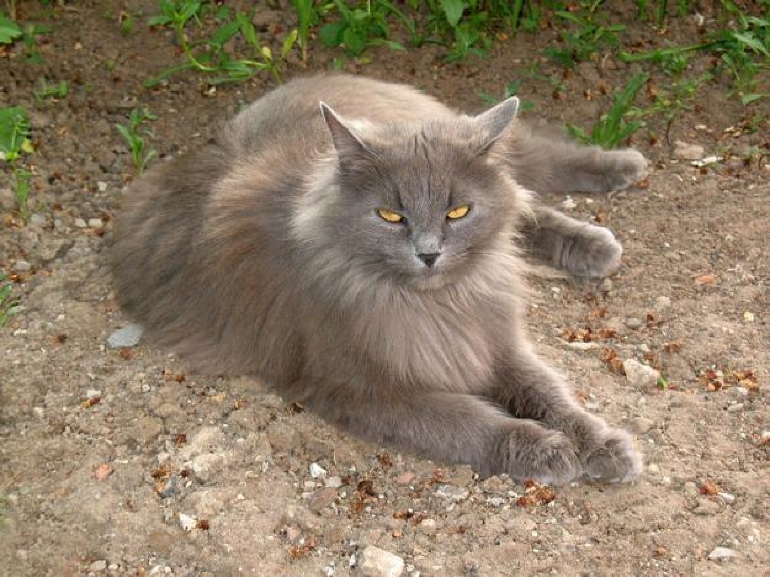 Кот скидывает со стола предметы