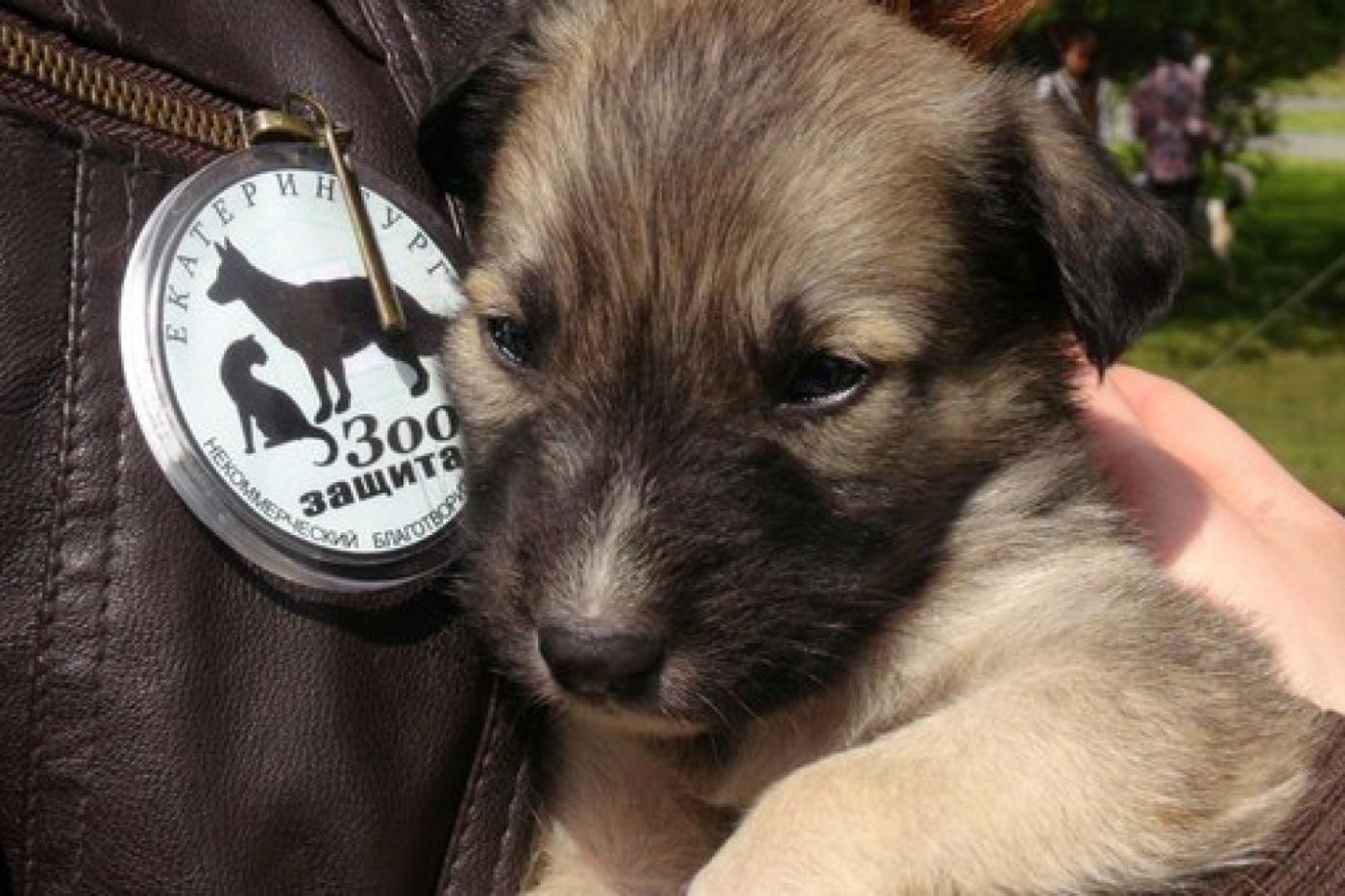 Жители Екатеринбурга будут выгуливать бездомных собак - Фото 1