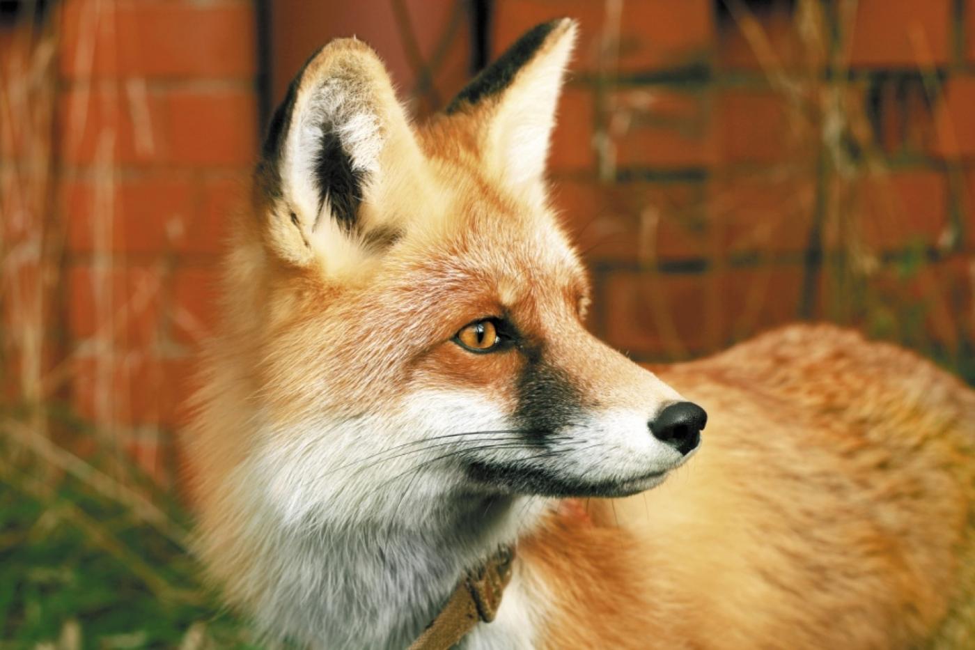 В Екатеринбургском зоопарке пройдет День сказки - Фото 1