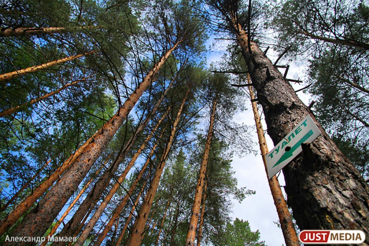 В Висимском заповеднике впервые обнаружена белка-летяга - Фото 1