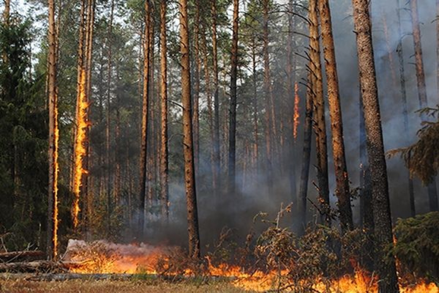 Лес 24. Сосновый лес горит. Пожар в Сосновом лесу. Низовой Лесной пожар в Сосновом лесу. Горящий Сосновый лес лес.