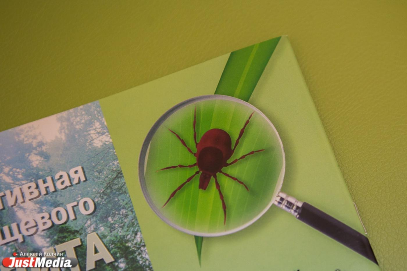 В Свердловской области клещи покусали свыше 24 тысяч человек - Фото 1