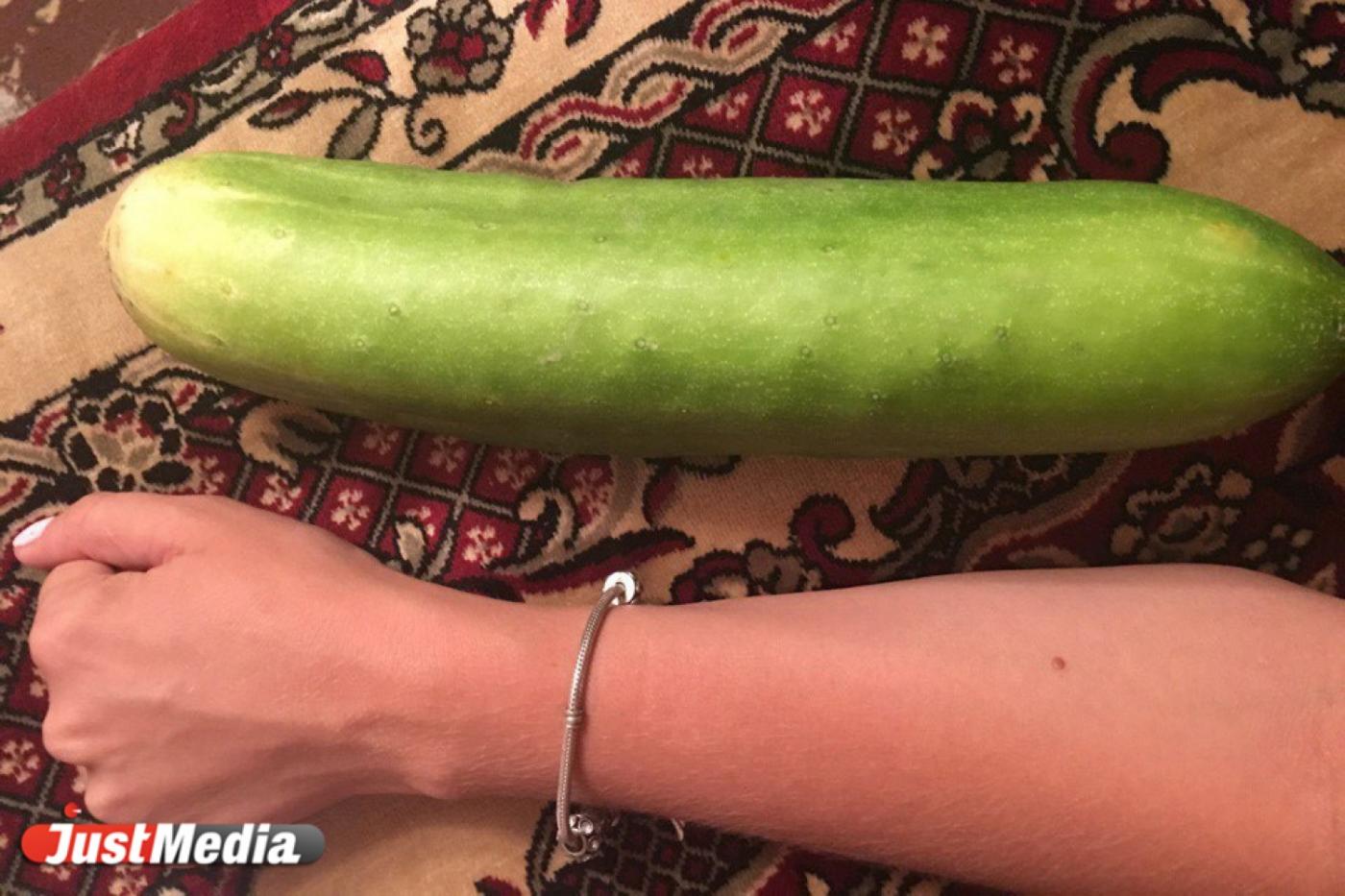 «Чернобыльский урожай». Свердловчанка вырастила в саду гигантские огурцы размером с кабачки. ФОТО - Фото 1