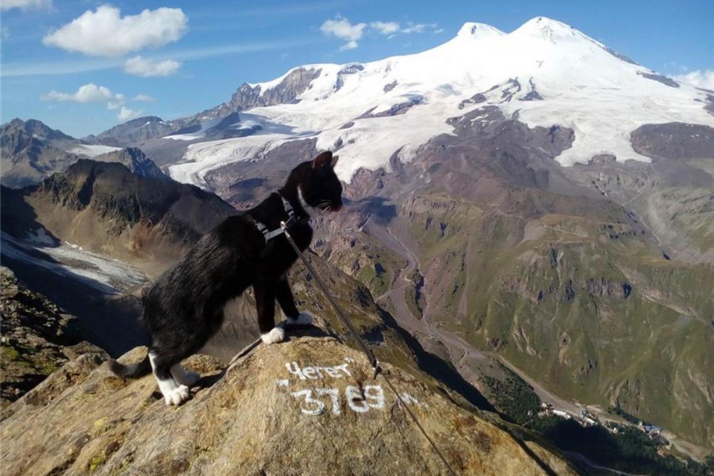Нижнетагильский кот-путешественник покорил Эльбрус - Фото 1
