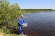 В Рефтинское водохранилище выпустили 70 тысяч молоди стерляди