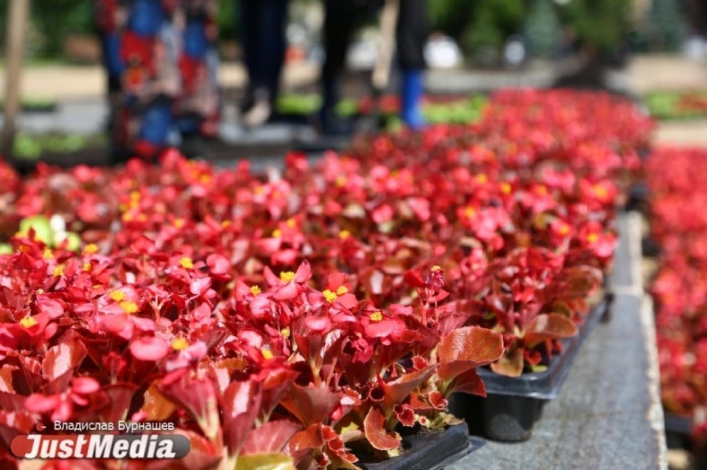 Центральную часть Екатеринбурга засадили бегонией. ФОТО - Фото 1