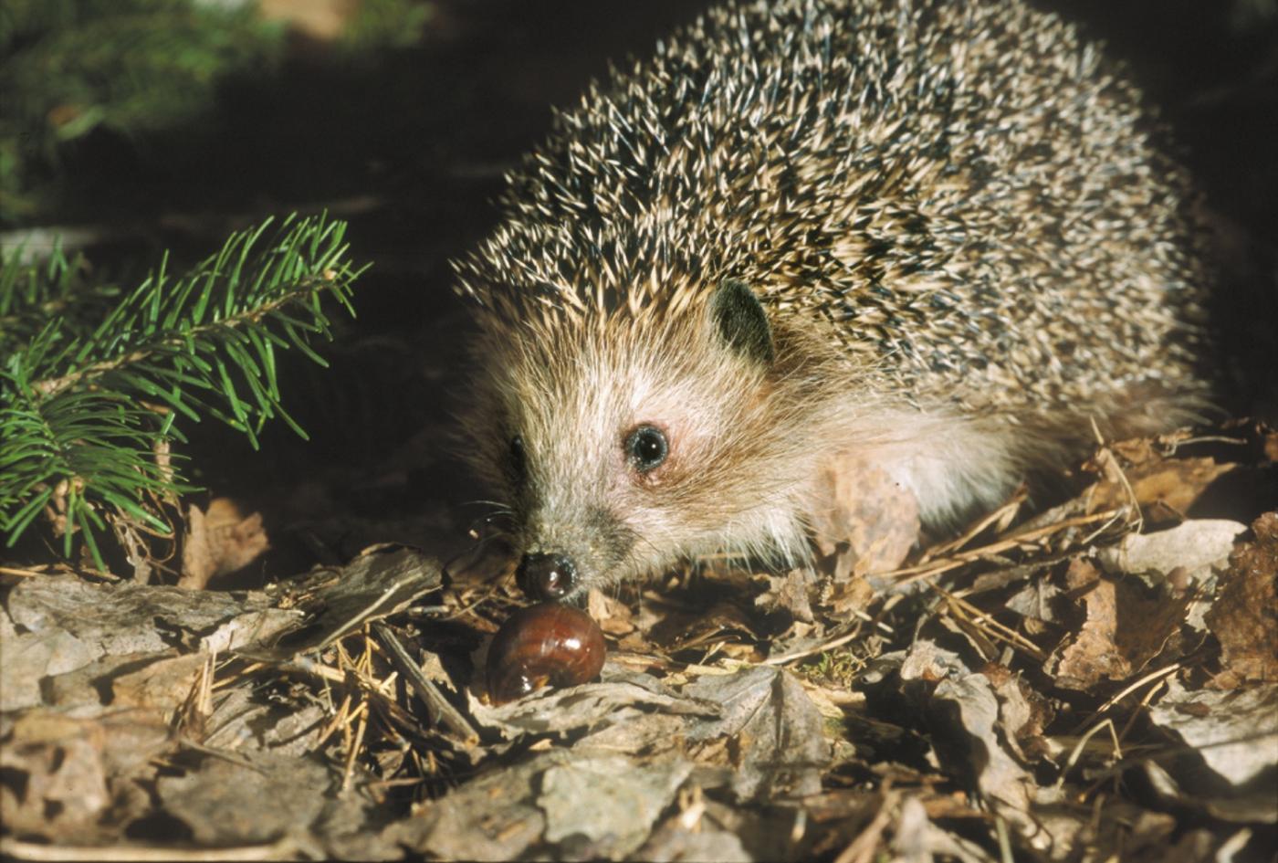 Главный синоптик екатеринбургского зоопарка Пых предскажет, какой будет весна на Урале - Фото 1