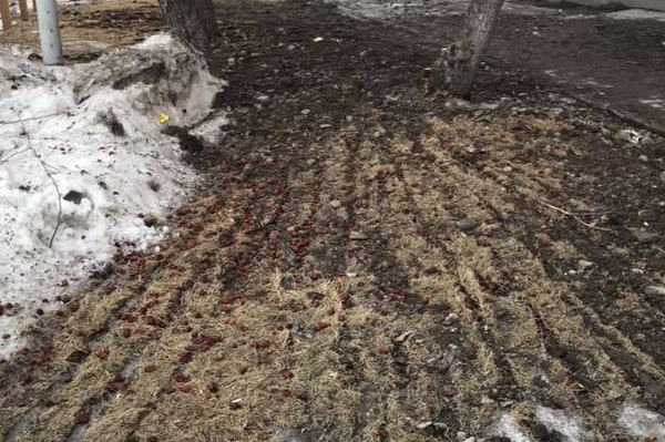 В Екатеринбурге испортили газон, который расхвалил блогер Илья Варламов - Фото 1