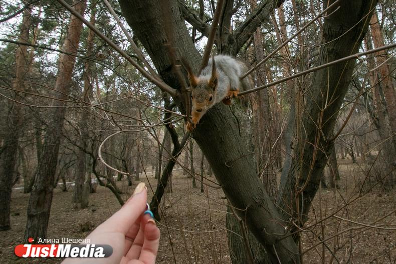Московская фирма потребовала отменить конкурс на благоустройство Зеленой рощи - Фото 1
