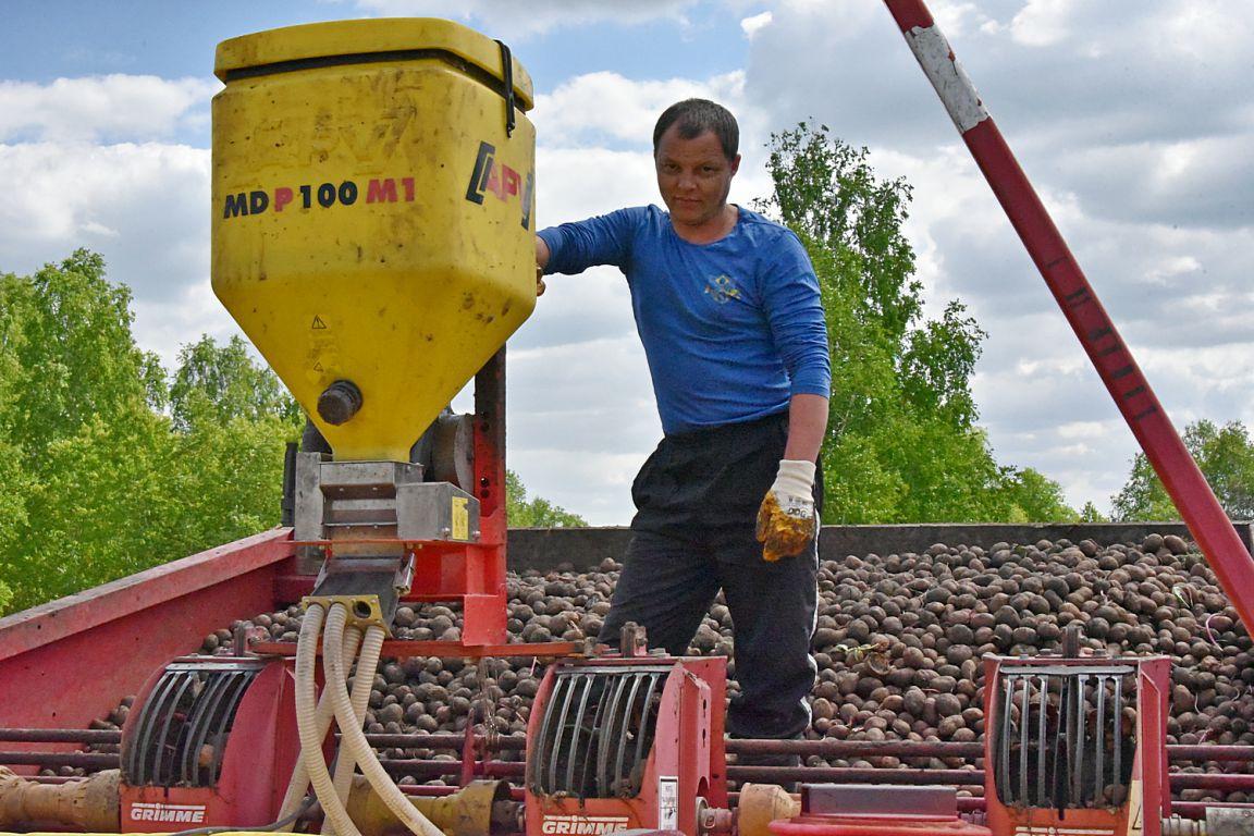 Картофель, морковь и свекла уродились на Урале лучше, чем в прошлом году - Фото 1