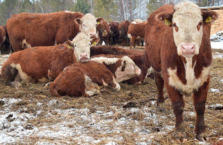 Молочные реки, мясные берега: власти делают ставку на поддержку фермеров - Фото 1