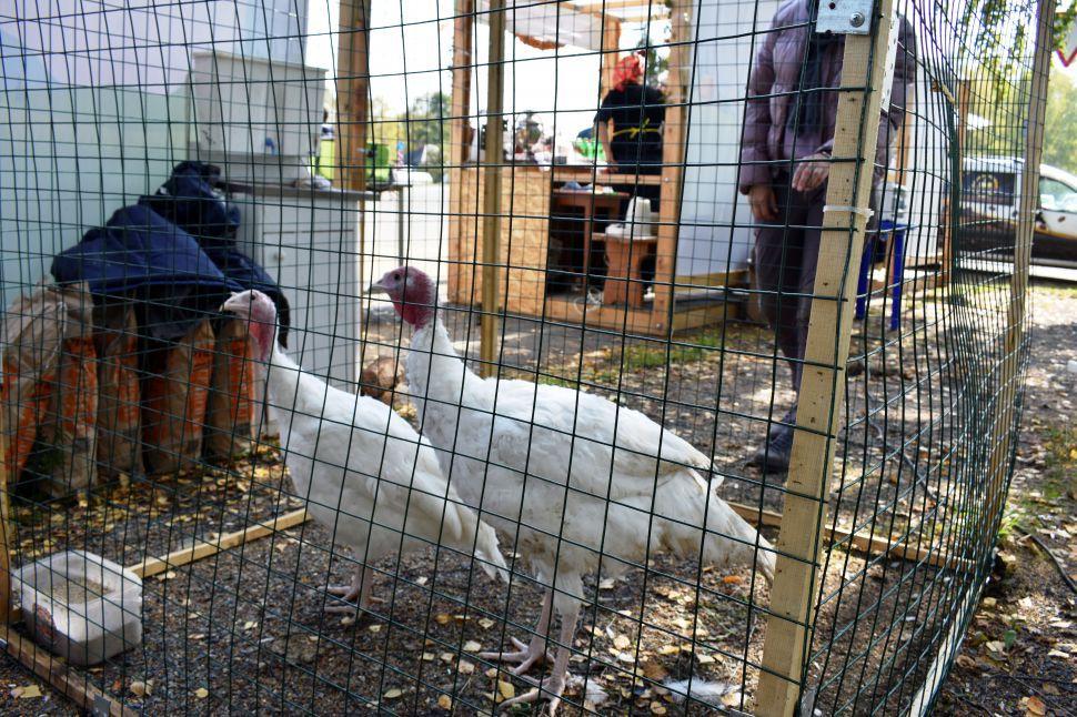 Варить сыр и проводить экскурсии: фермеров научат вести успешный агробизнес - Фото 1