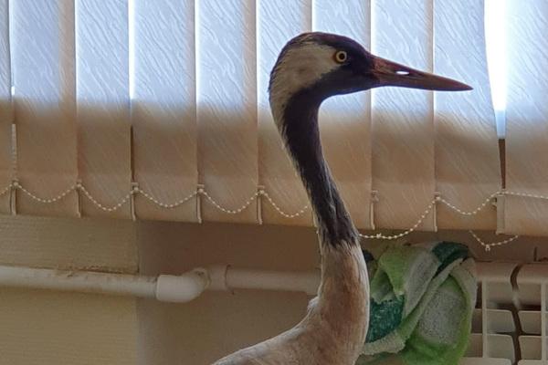 Спасенного журавля Курлышу выпишут и клиники на этой неделе - Фото 1