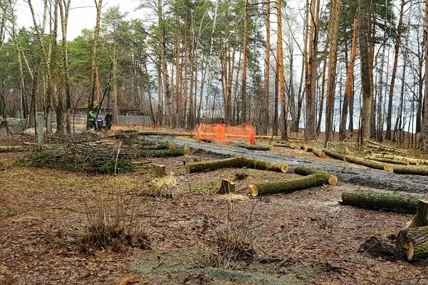 «По окончанию карантина на Шарташе не останется ни одного дерева». Екатеринбуржцы возмущены массовой вырубкой в лесопарке - Фото 1