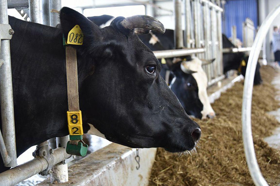 На Урале для коров создали такие условия, что они дают по три ведра молока за день - Фото 1