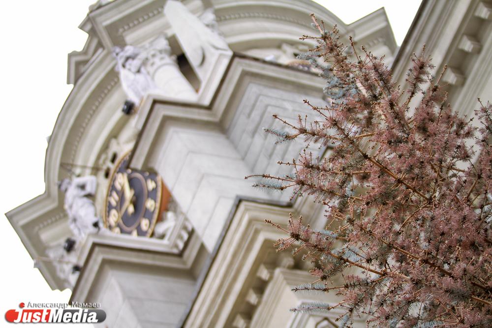 Екатеринбургские активисты хотят зарегистрировать кандидатом в мэры сибирского углозуба - Фото 1