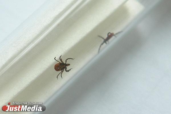 Свердловчане стали чаще обращаться в больницы из-за укусов клещей - Фото 1