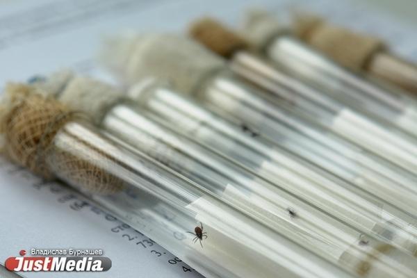 В Свердловской области зафиксировано два летальных случая от укуса клеща - Фото 1