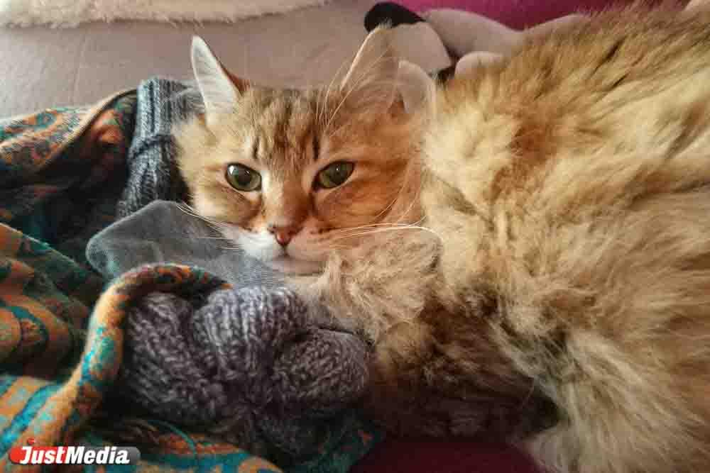 Котя: «Мяу мяу». В Екатеринбурге +3 градуса - Фото 1