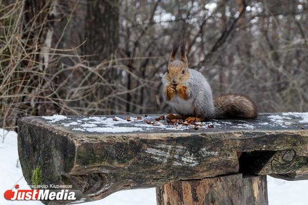 Стройка скандального «Баден-Баден» на Шарташе может обойтись в 1,5 миллиарда рублей - Фото 1