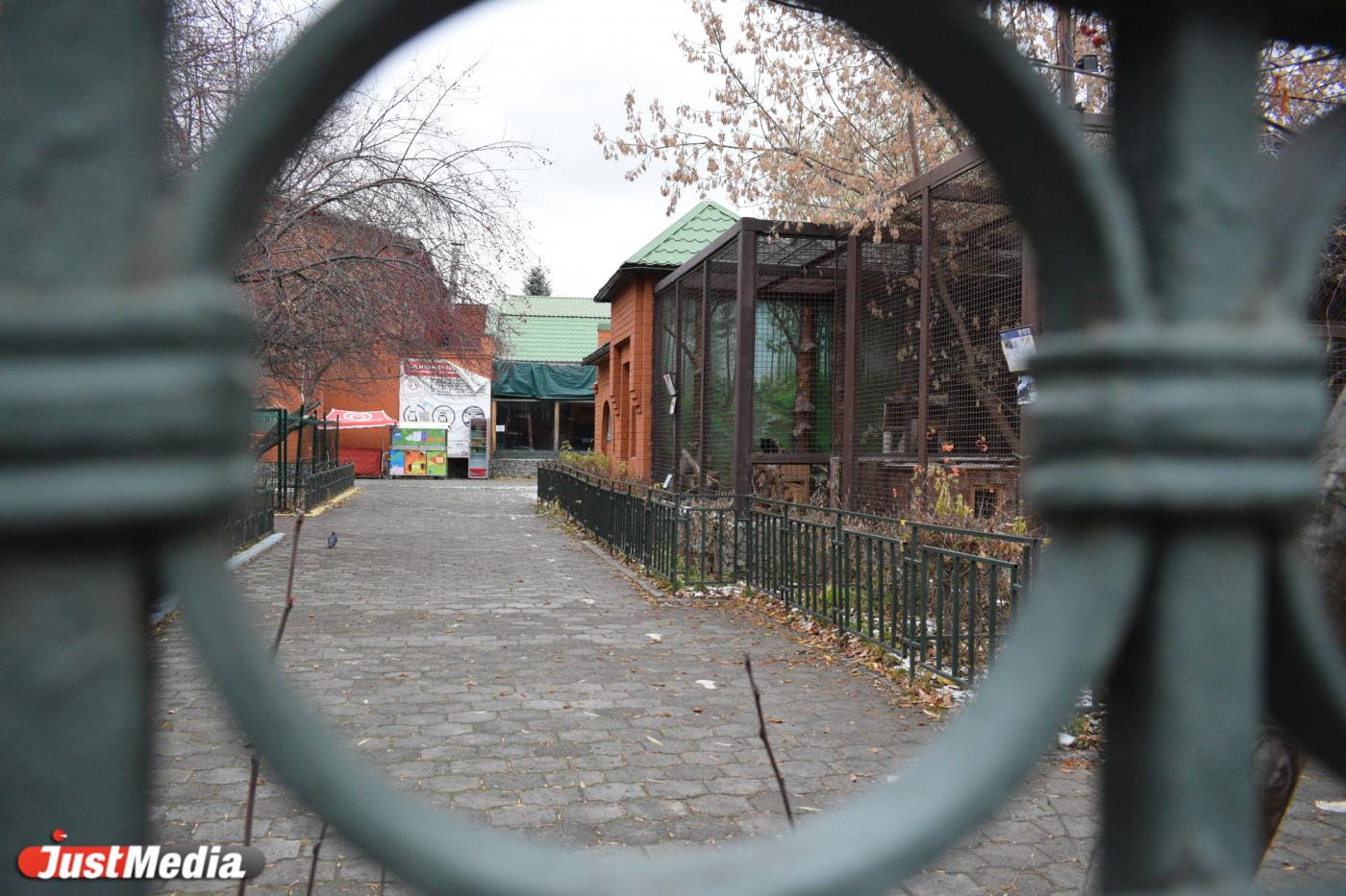 Новый дом белых медведей, росомаха и кованые ограждения. Директор Екатеринбургского зоопарка рассказала о планах на 2022 год - Фото 1