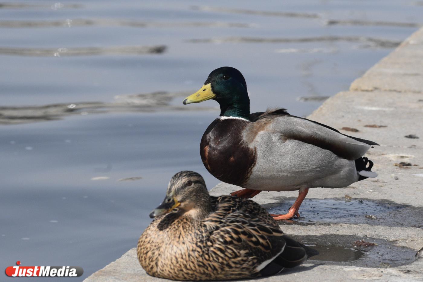 Уточки: «Кря-кря-кря». В Екатеринбурге +19 градусов - Фото 1