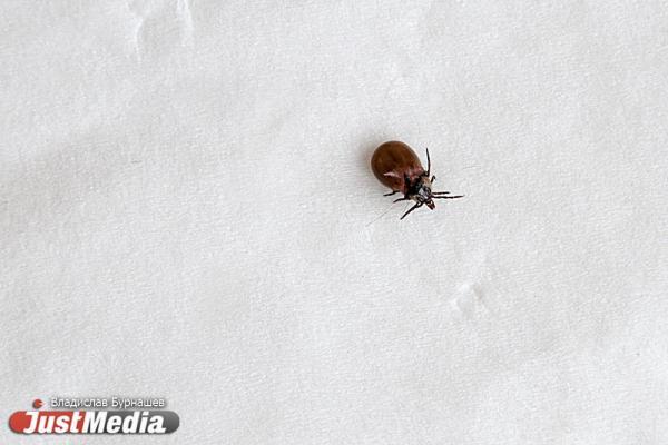 В Свердловской области начали отступать клещи - Фото 1