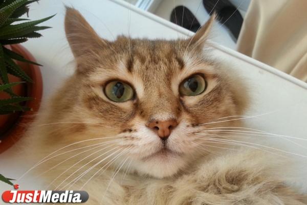 Свердловские ветеринары бесплатно стерилизовали почти 200 кошек и собак - Фото 1