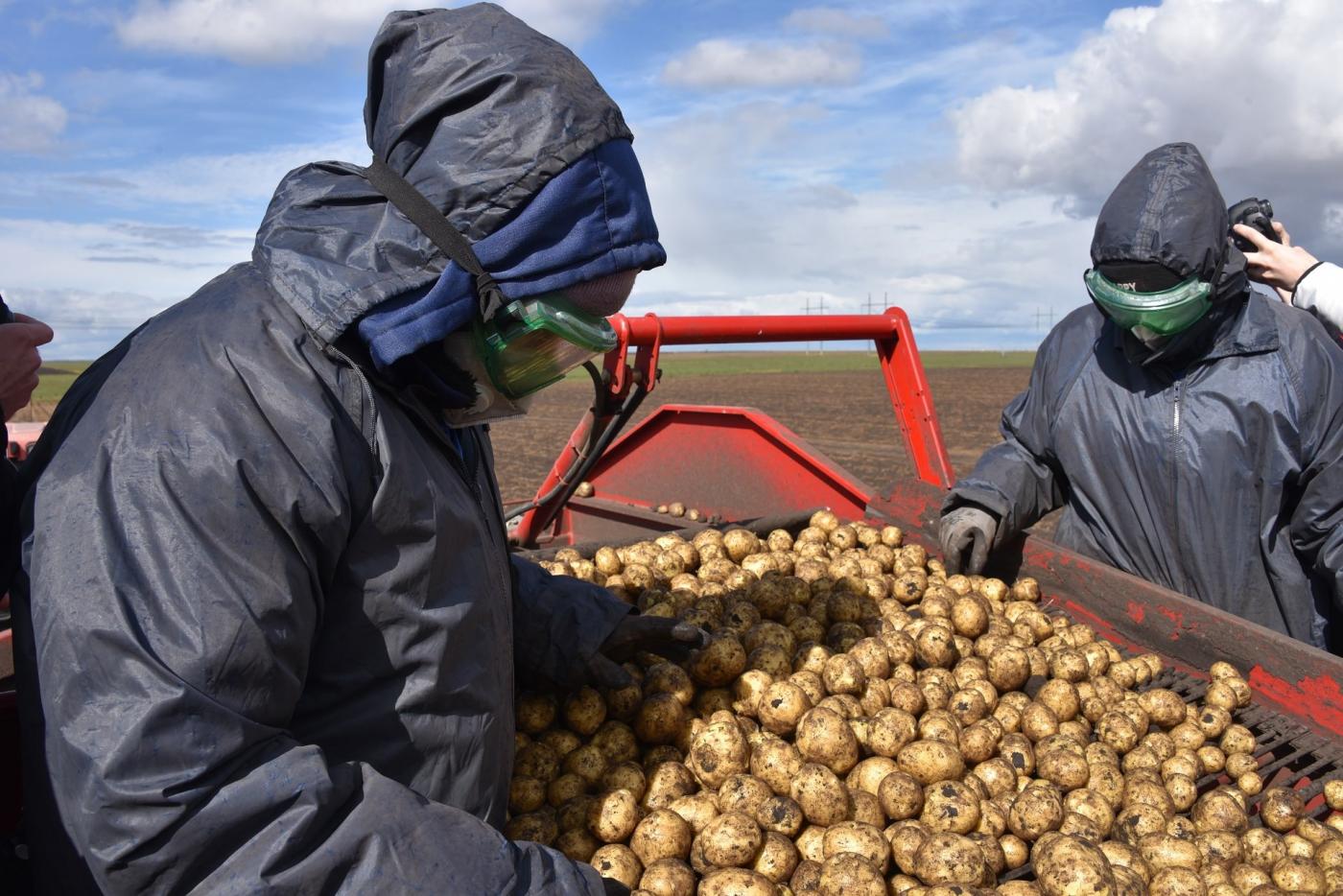 На Среднем Урале началась уборка картофеля и моркови - Фото 1