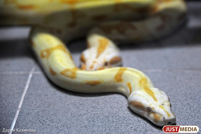 Ядовитая змея укусила британца и принесла ему известность в сети - Фото 1