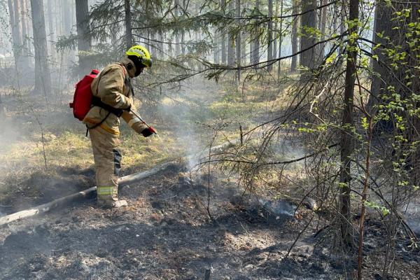 В полиции развенчали фейки о поимке поджигателей в свердловских лесах - Фото 1