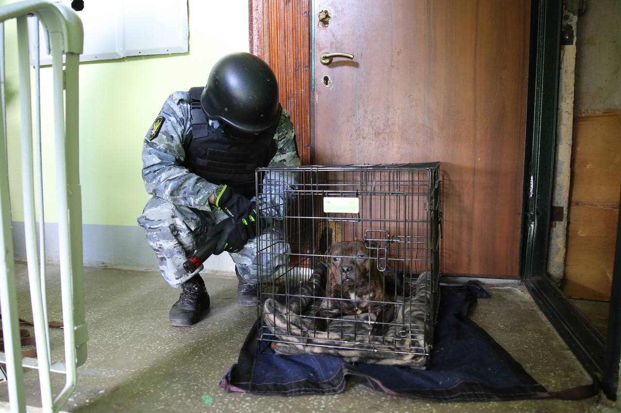 Спасся от гибели. Кот судебный пристав. Max the Pitbull incident. Max the Pitbull incident photo.