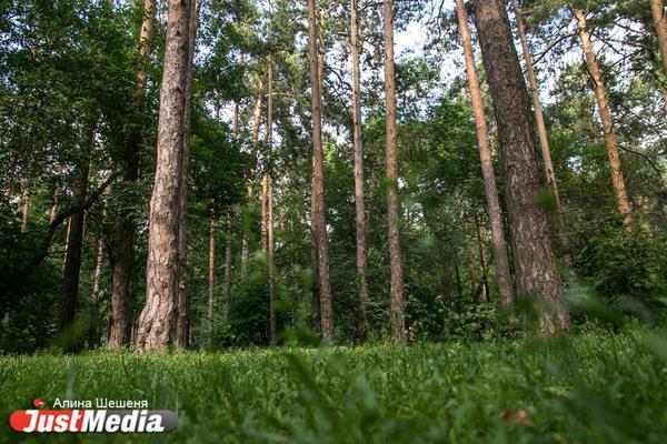 Свердловчанам вновь запретили ходить в лес - Фото 1