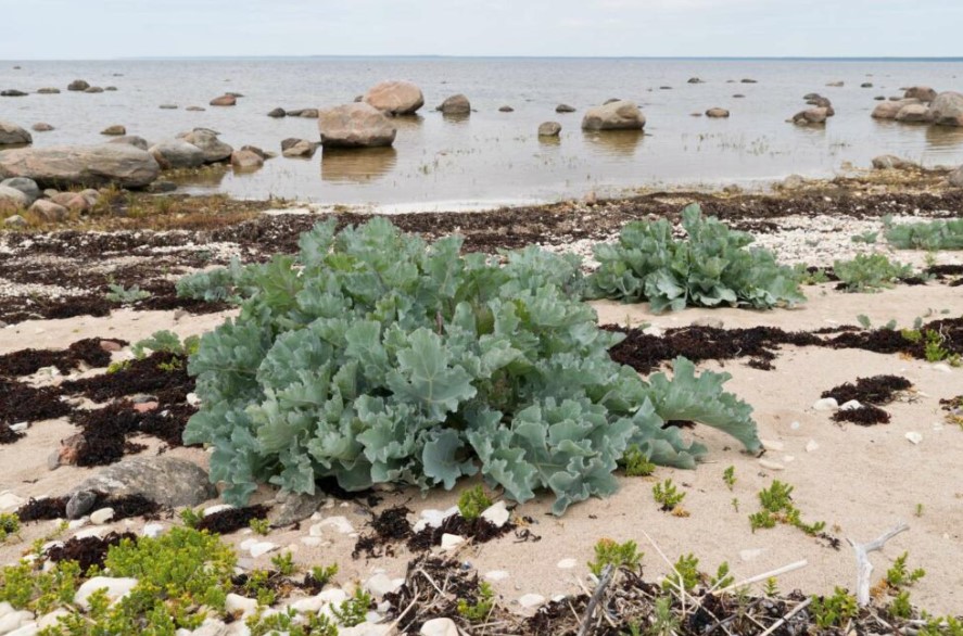 Морская капуста (ламинария)