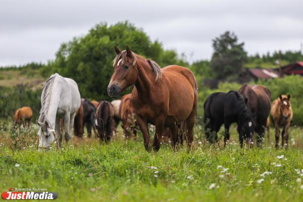 В Ирбитском районе табун лошадей погулял по полям на полмиллиона рублей - Фото 1
