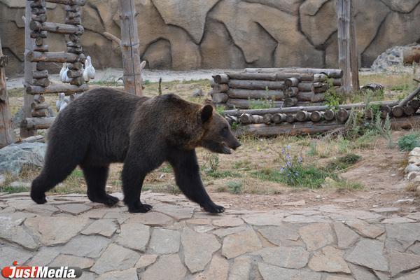 В Приморье медведь второй раз за месяц застрял головой в бидоне - Фото 1