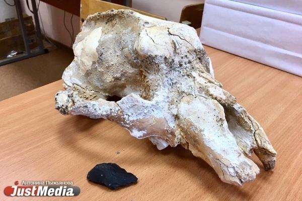 Уральские ученые нашли уникальные черепа пещерных гиен в Хакасии и в Крыму - Фото 1