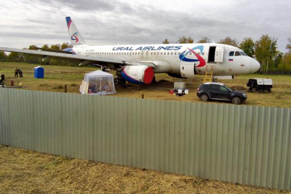 Посадка в пшеничное поле на повредила двигатели Airbus «Уральских авиалиний» - Фото 1