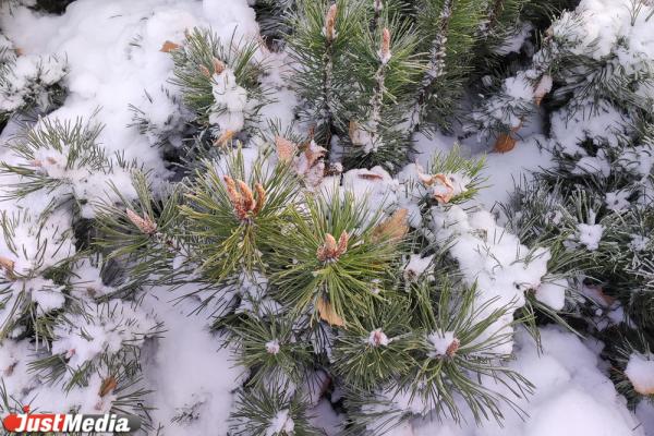 В середине следующей недели в Екатеринбурге резко «потеплеет»  - Фото 1