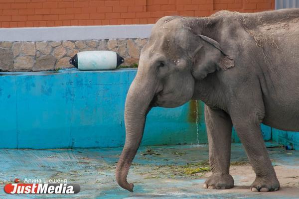 Российская туристка подверглась нападению слона в Индии - Фото 1