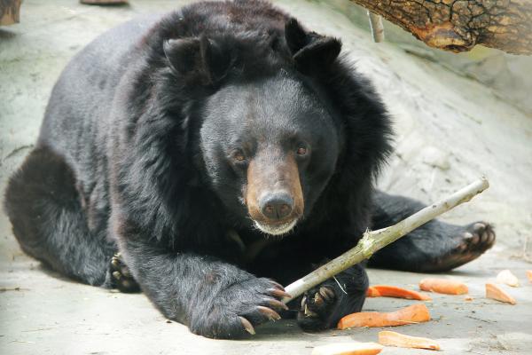 В Екатеринбургском зоопарке медведи выходят из спячки - Фото 1