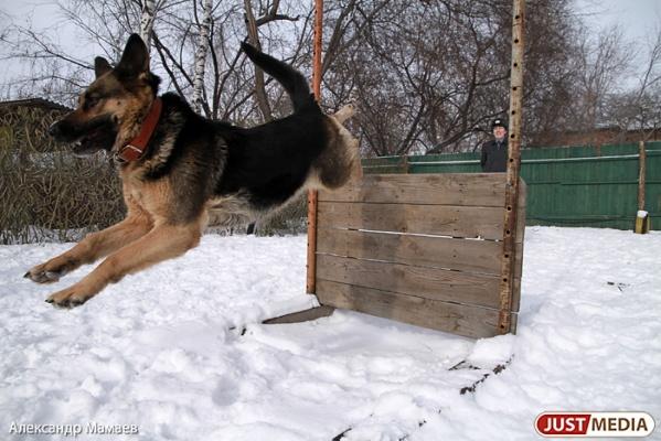 Топ-5 самых миниатюрных пород собак | Комментарии Украина