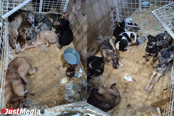 Свердловчанка насобирала у себя более 30 собак, теперь им грозит усыпление  - Фото 1