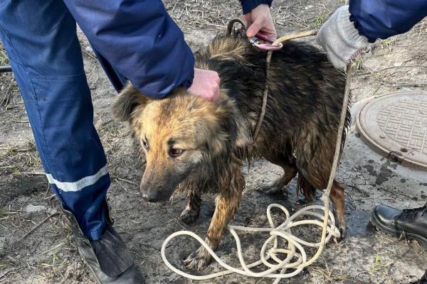 В Белгородской области спасли двух собак, которые упали в глубокий колодец - Фото 1